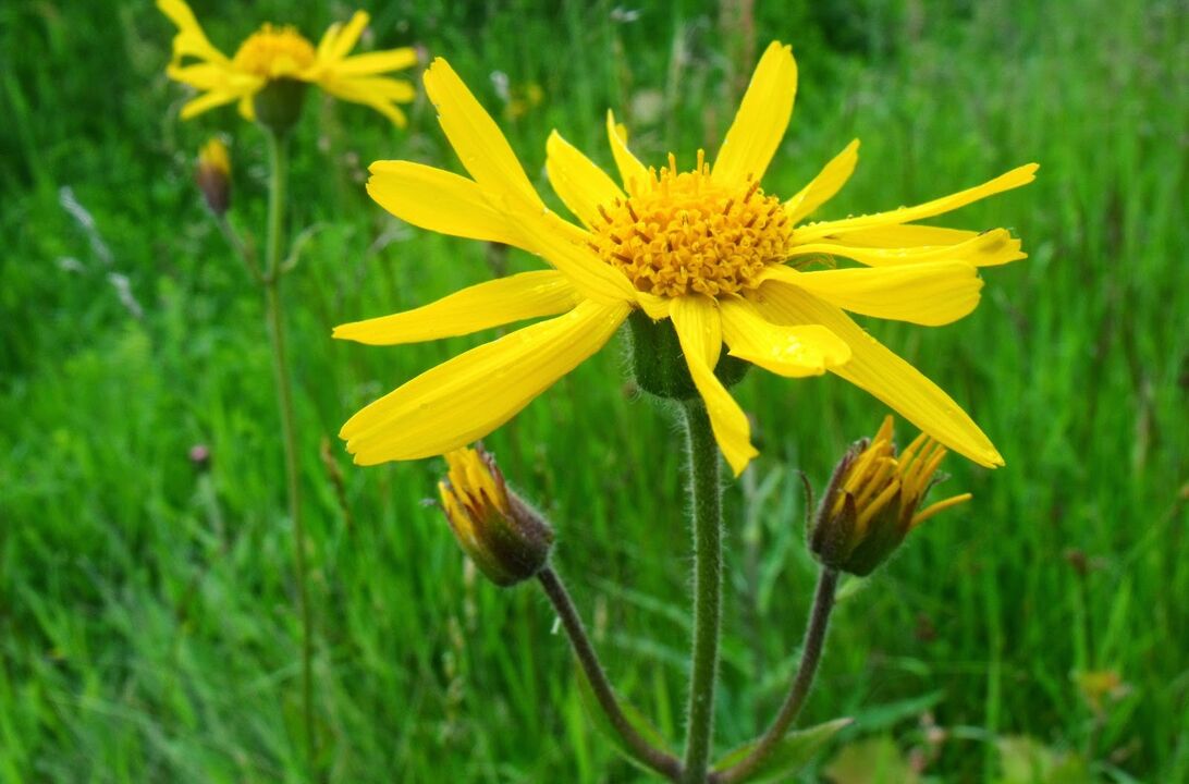 arnica osteokondrosi torazikoaren tratamendurako